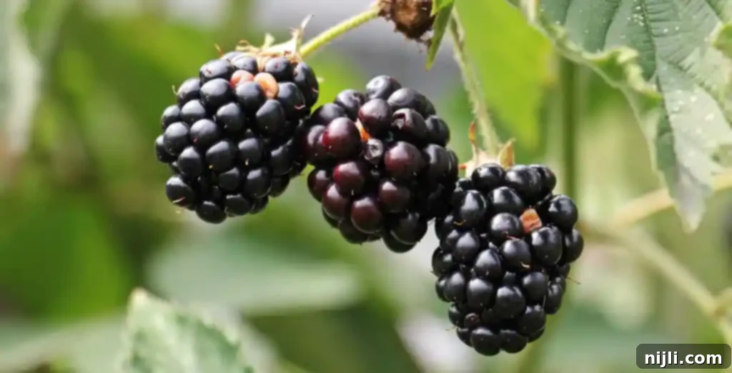 Zesty Blackberry Lemon Rolls 3 Fresh blackberries glistening on a bush, ready for picking.